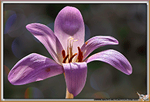 COLCHIQUES